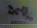 Click for 1 image(s) for this accession. FRUIT